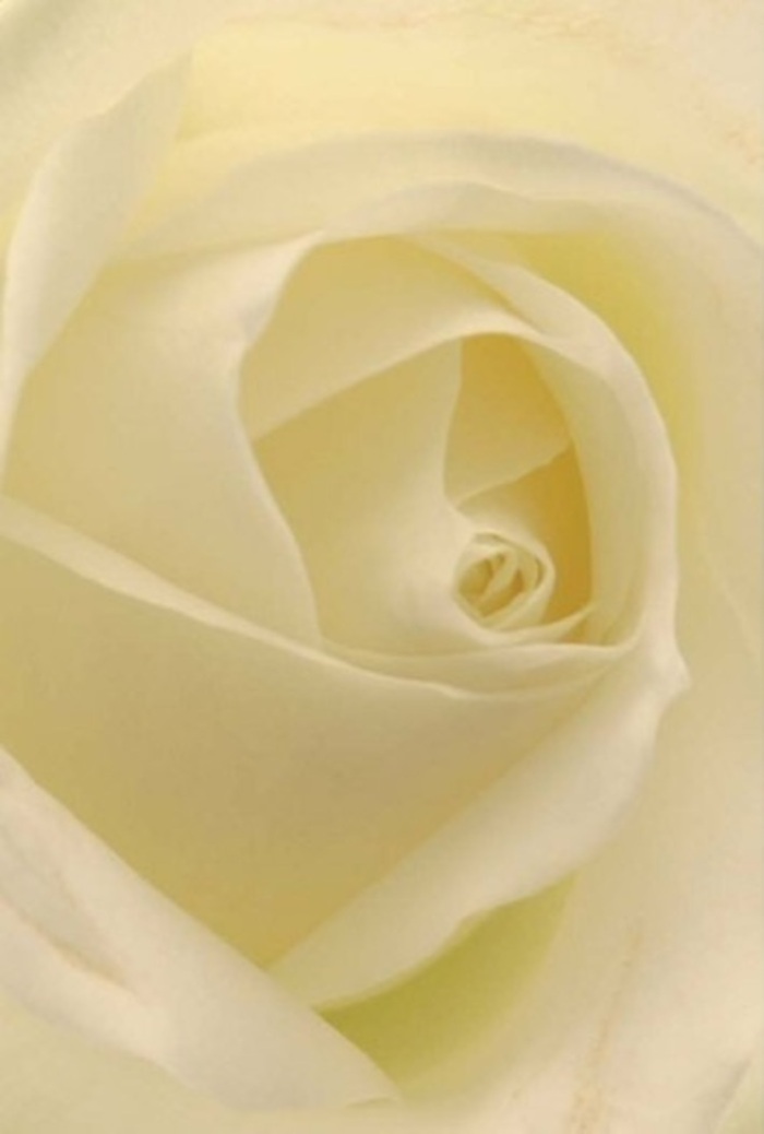 Looking closely at this exquisite white rose, one can almost imagine being enveloped in its serene embrace, as if walking into the gentle hush of Hylands Park on a bright, dewy morning. Layers of cream and white petals spiral gracefully from the heart, each illuminated by the soft glow that seems to rise from within. The subtle interplay of light and shadow across the petals conjures a tranquil atmosphere-one filled with understated sophistication and gentle promise. As a florist in Chelmsford, I see this bloom as the quintessential offering for life's sincere moments, whether as the centrepiece for a wedding near Bond Street, a tender token of apology, or a comforting presence in times of loss. The texture beneath your fingers would be plush and smooth, with each fold illustrating nature's patience and the artistry found at Flower Delivery Chelmsford. The rose's subtle fragrance washes over the senses, a clean, serene reminder of fresh starts and enduring fondness-always appropriate for any heartfelt occasion.